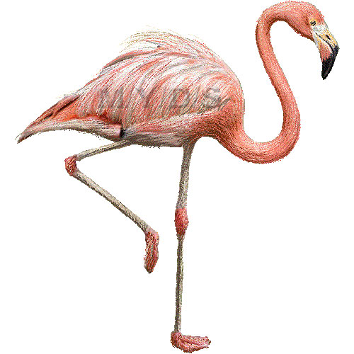 Flamingo Clipart Graphics  Free Clip Art