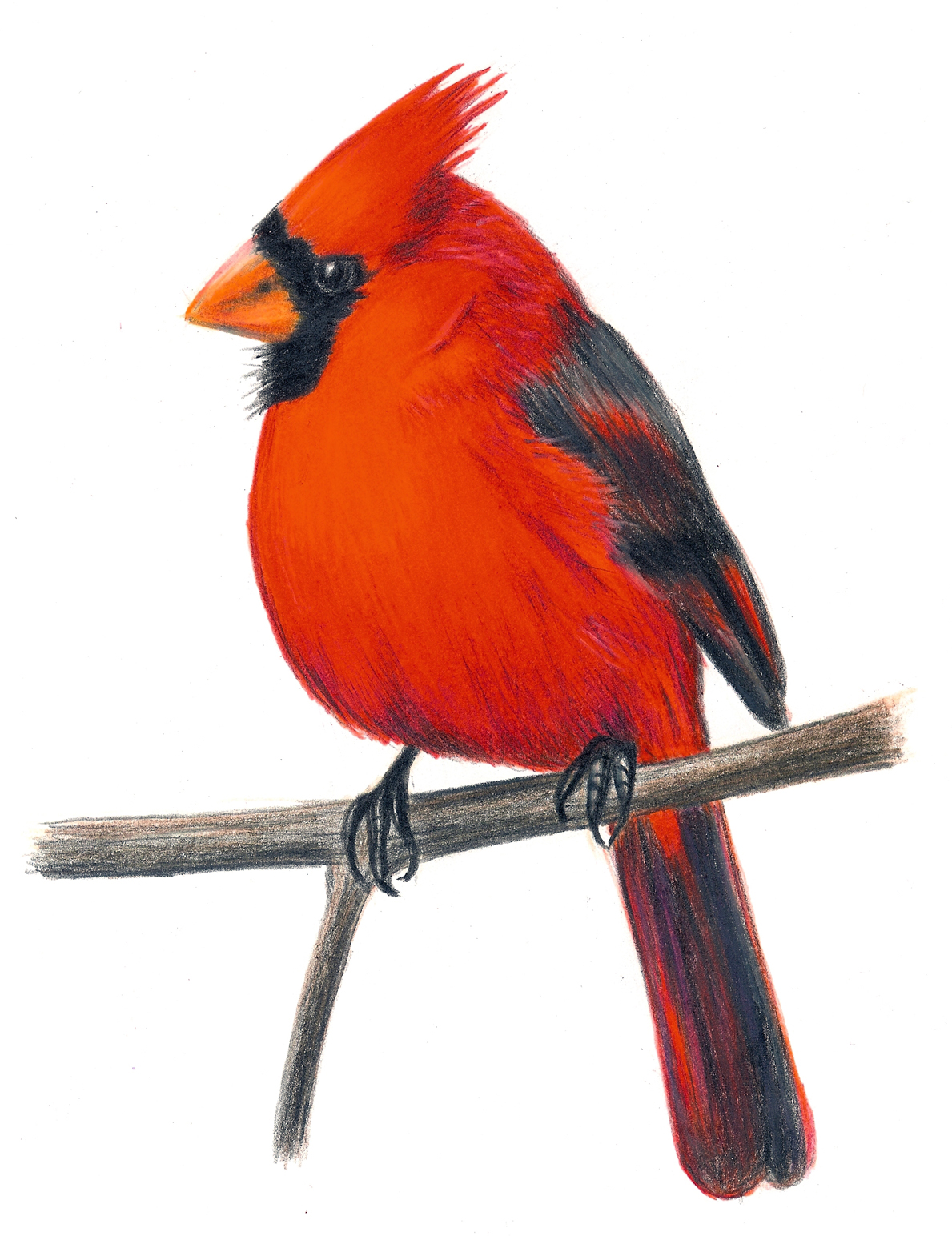 Folioglyphs  Cardinal