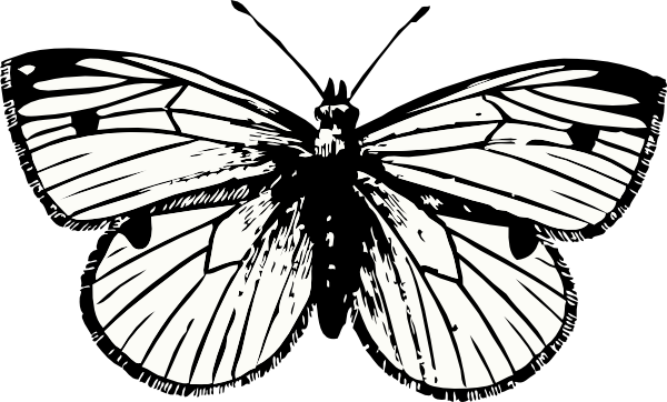 Cabbage Moth Clip Art At Clker Com   Vector Clip Art Online Royalty