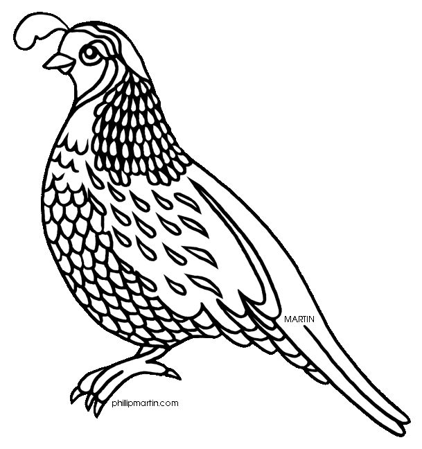 Quail Line Drawing   Google Search   Birds To Embroider   Pinterest