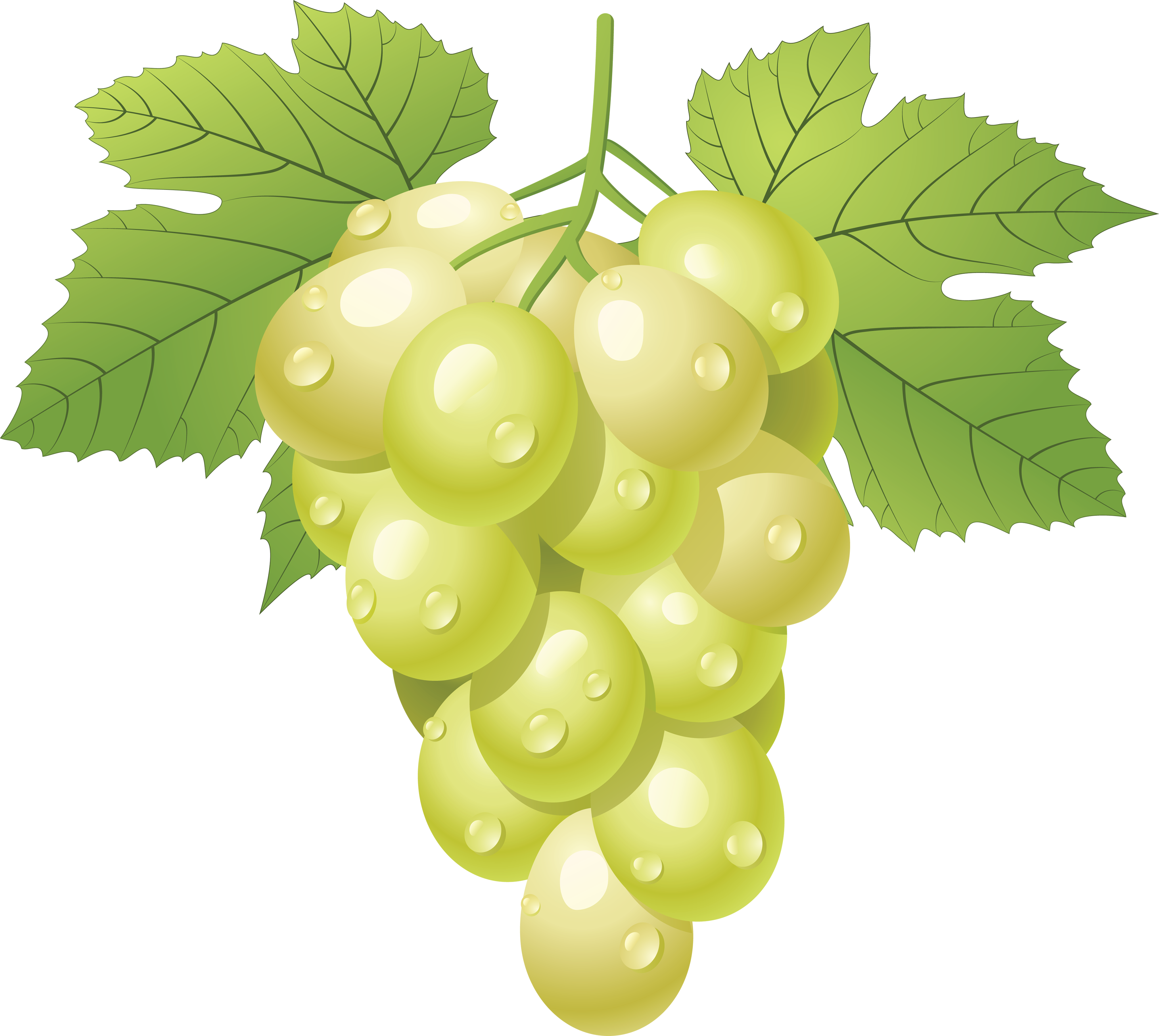 Download Png Image  Green Grape Png Image