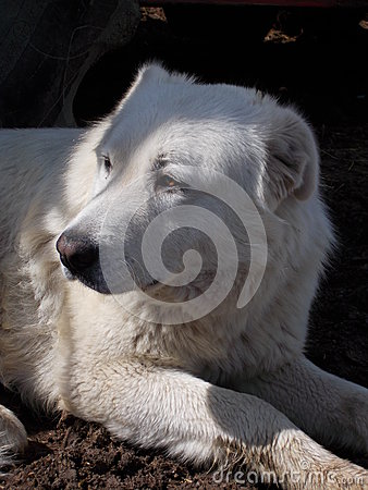 Large Female Sheep Guardian Dog Being Watchful In The Shade 