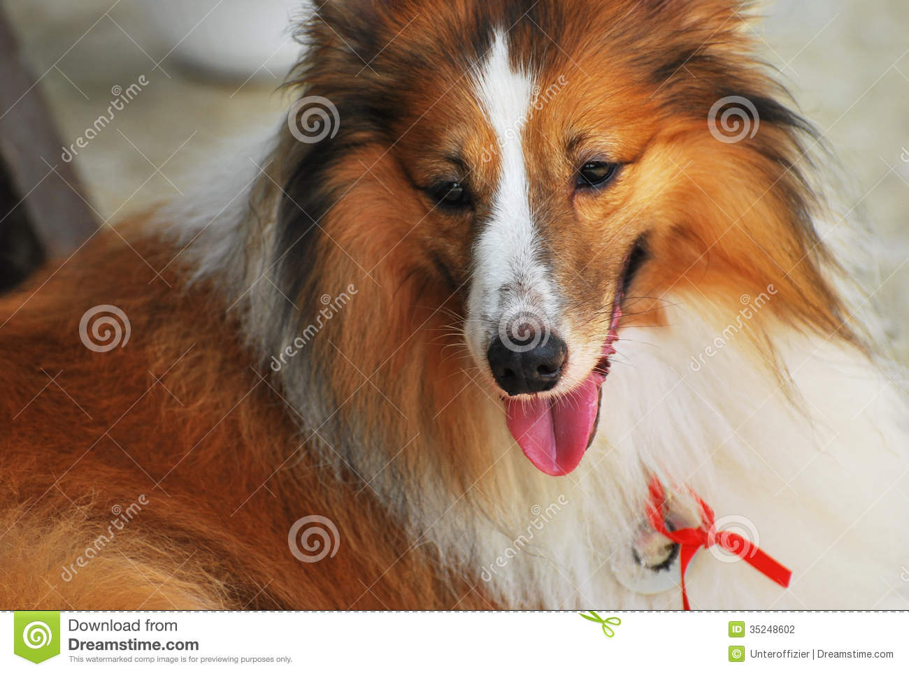Rough Collie Dog Resting Under The Shade And Looking At An Object Of