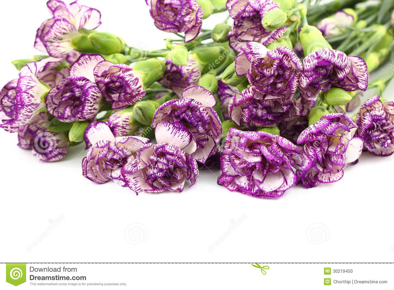 Purple Carnation Flower On White Background Stock Photo   Image
