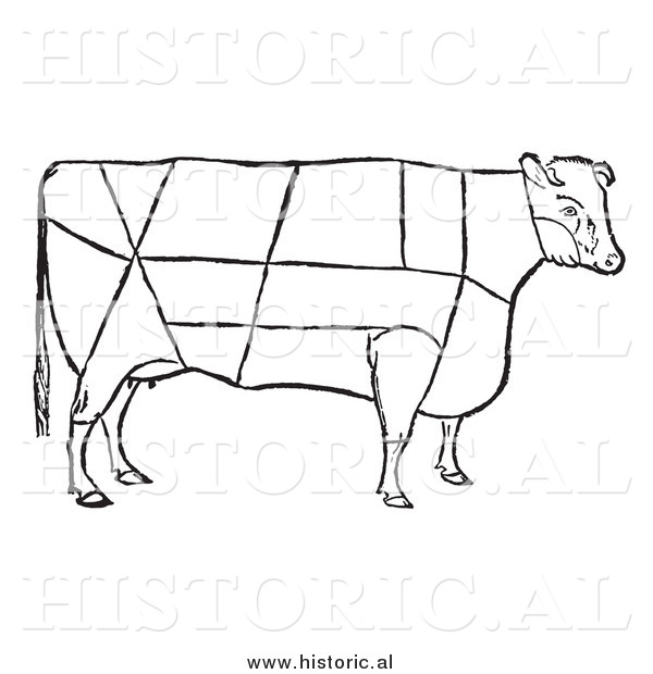 Clipart Of A Cow With Beef Cuts Outlined   Black And White Drawing By