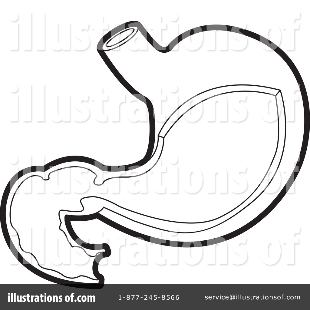 Full Belly Clipart  Rf  Stomach Clipart