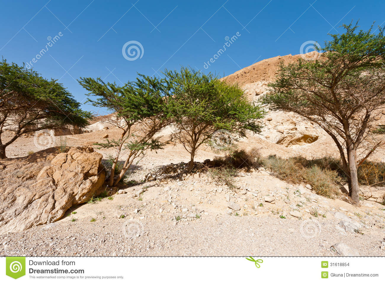 Green Trees In Desert On The West Bank Of The Jordan River