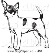 Clip Art Of A Cute And Alert Short Haired Chihuahua Dog With A Spotted