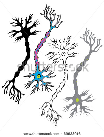 Nervous System Clipart Of The Nervous System 