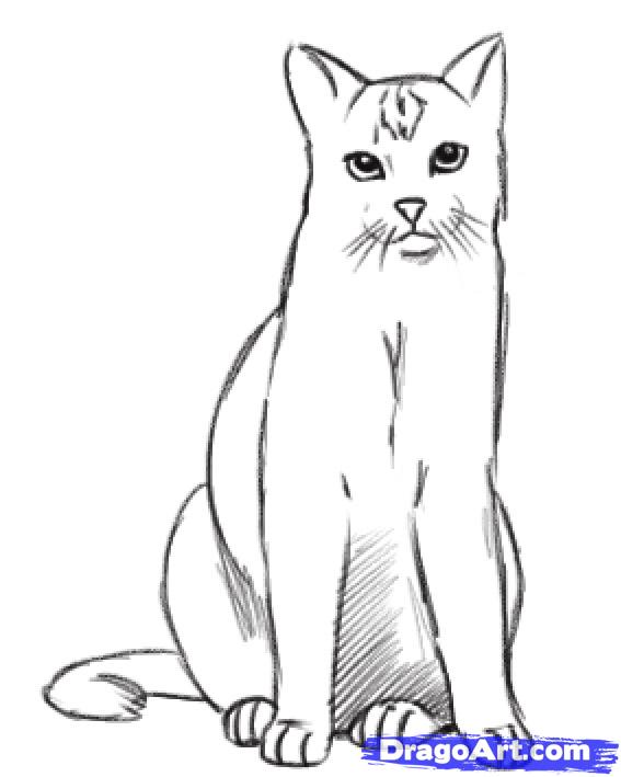 How To Draw A Realistic Cat Draw Real Cat Step By Step Realistic