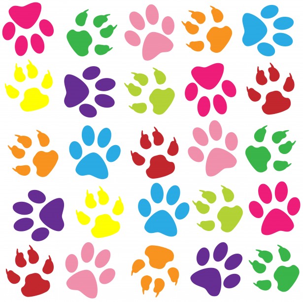 Paw Prints Colorful Background Free Stock Photo   Public Domain