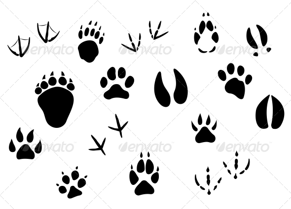 Animal Footprints And Tracks   Animals Characters