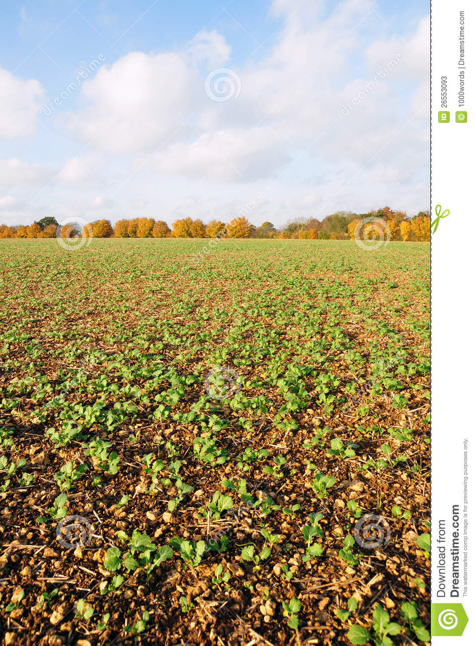 Crops Growing Clipart Crops Growing On Farmland In