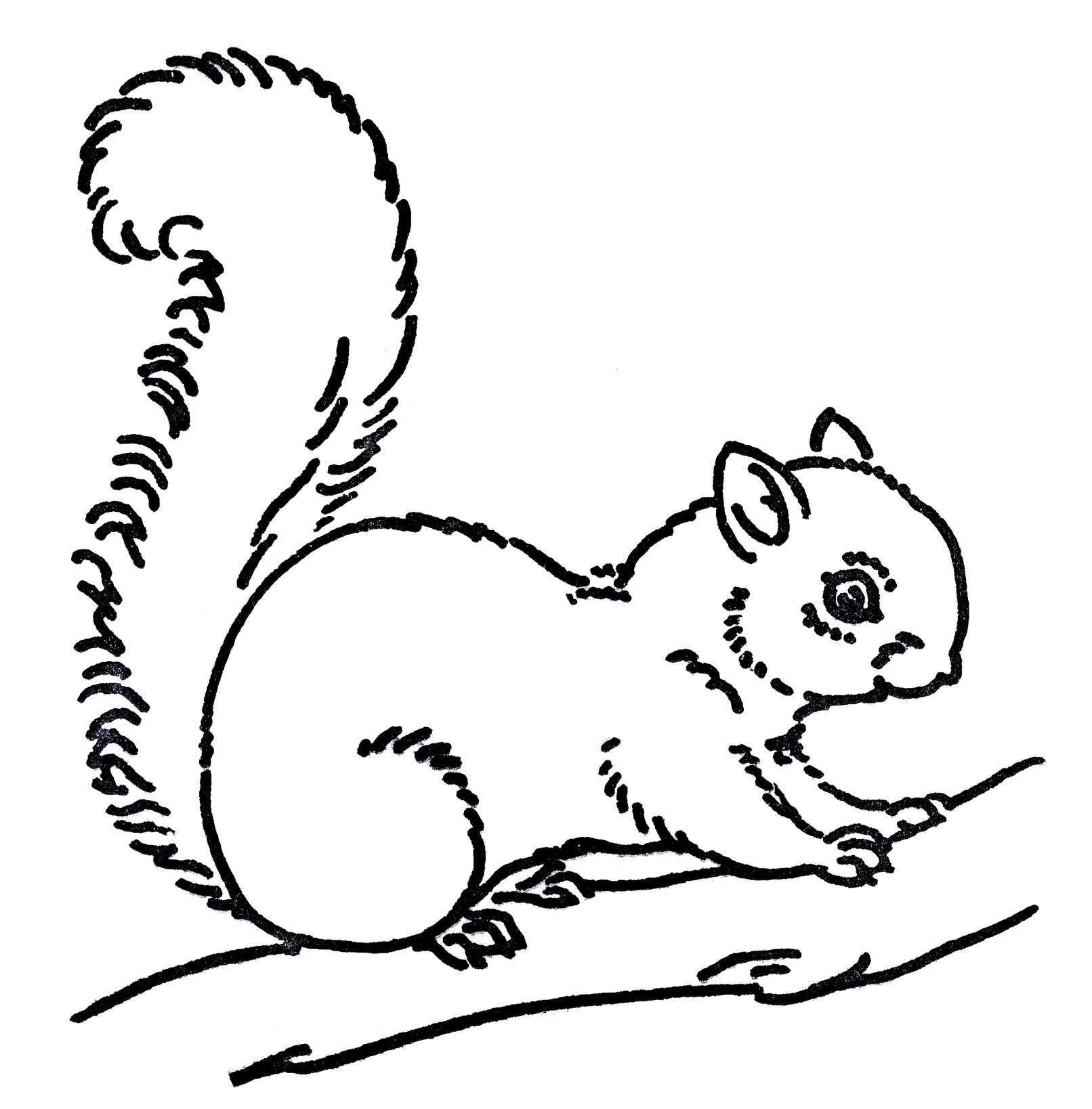 Free Line Art Images   Squirrel Drawings   The Graphics Fairy