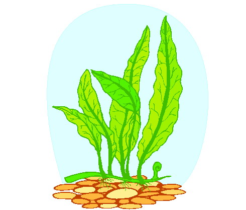 Go Back   Gallery For   Crops Growing Clipart