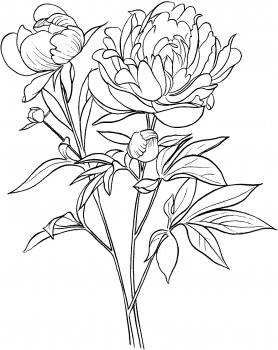 Paeonia Officinalis Or European Common Peony Drawings Coloring Pages    