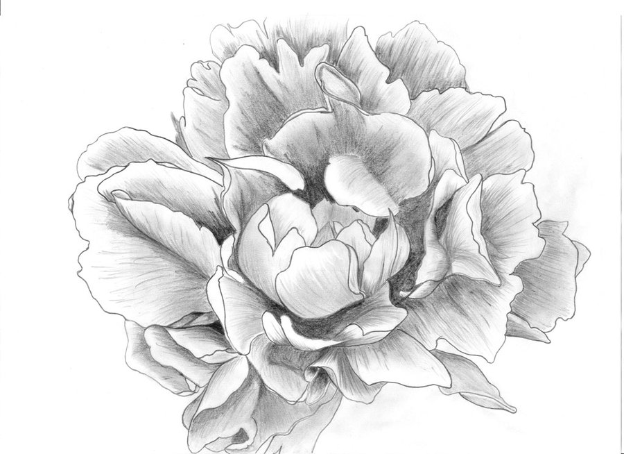 Peony Drawing   Free Vector Download
