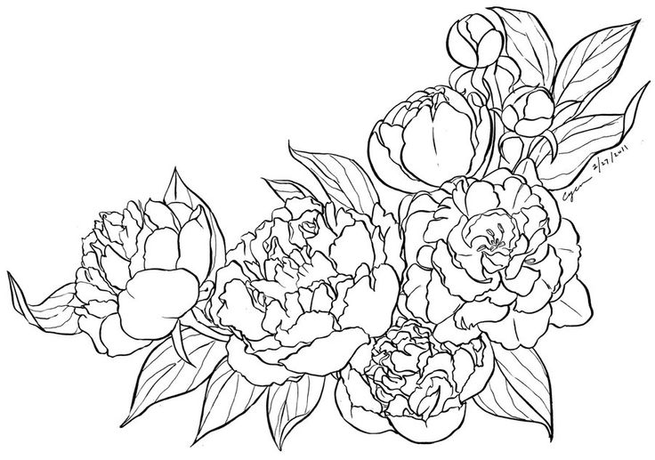 Peony Lineart By Cyen D3aixcf Peony Coloring Page