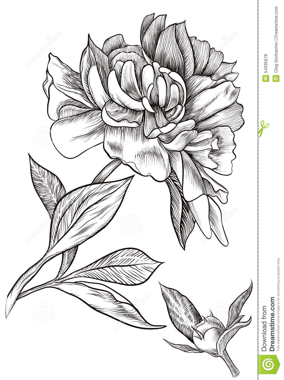 Vector Illustration  Design Element  Outline Drawing Of A Flower