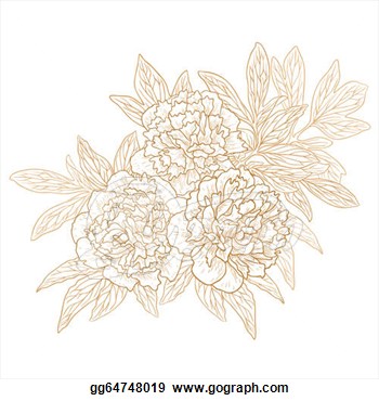 Vector Set Of Peonies In Vintage Engraving Style   Clipart Gg64748019