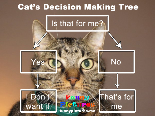 Cat S Decision Making Tree   Funny Pictures