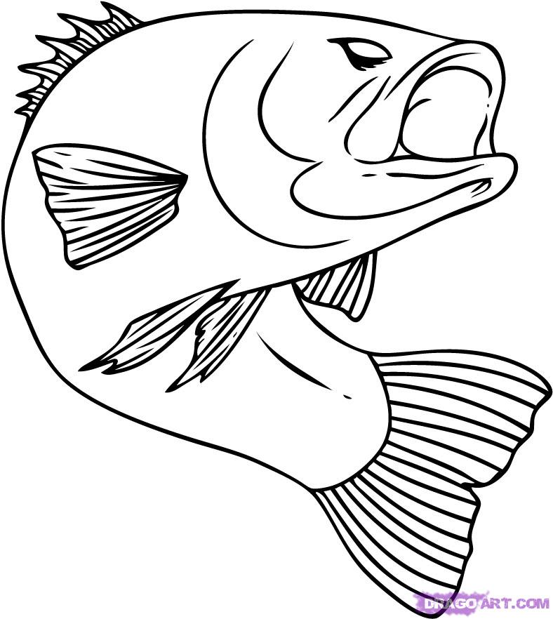 Bass Fish Coloring Pages How To Draw A Bass Step 6 1 000000015057 5