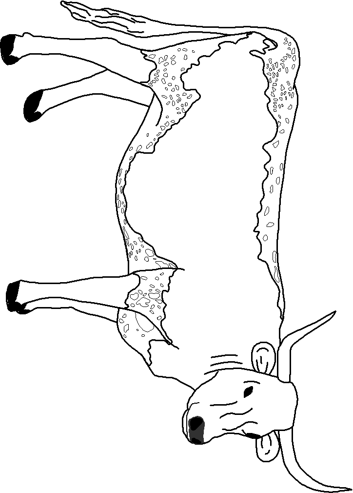 Coloring Page   Longhorn Cow