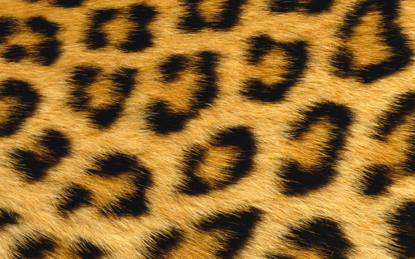 1440x900 Leopard Skin Desktop Pc And Mac Wallpaper
