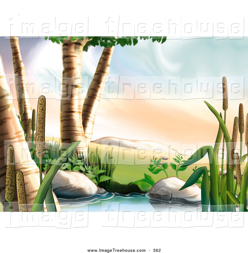 Clipart Of Birch Trees And Cattail Plants Next To A Creek By Dero