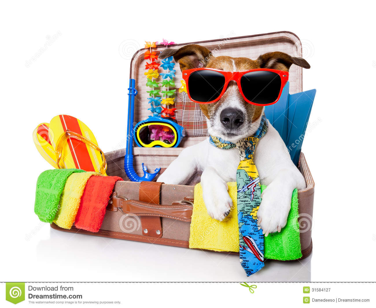 Summer Holiday Dog Royalty Free Stock Photography   Image  31584127