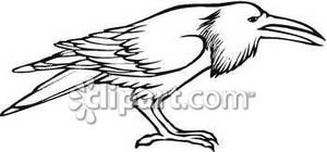 Black And White Crow With A Sharp Beak   Royalty Free Clipart Picture
