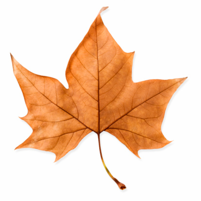 24 Single Leaves Pictures Free Cliparts That You Can Download To You