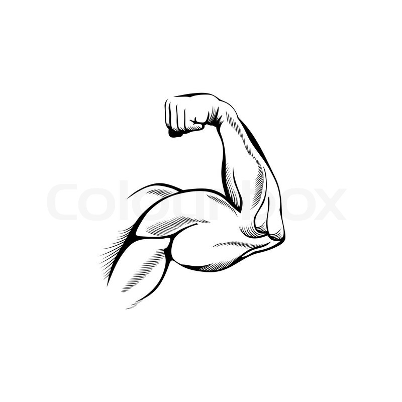 Stock Vector Of  Arm Muscles