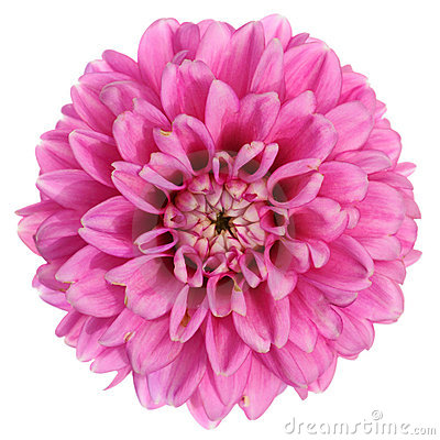 Purple Dahlia Flower Royalty Free Stock Images   Image  16139489