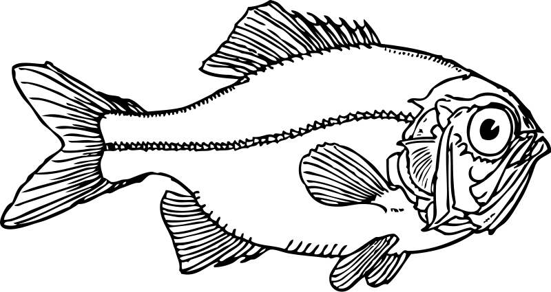 Fish Cod Head And Shoulders Food Clipart Pictures Png 82 11 Kb Fish