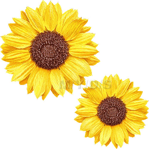 Sunflower Clipart Picture   Large