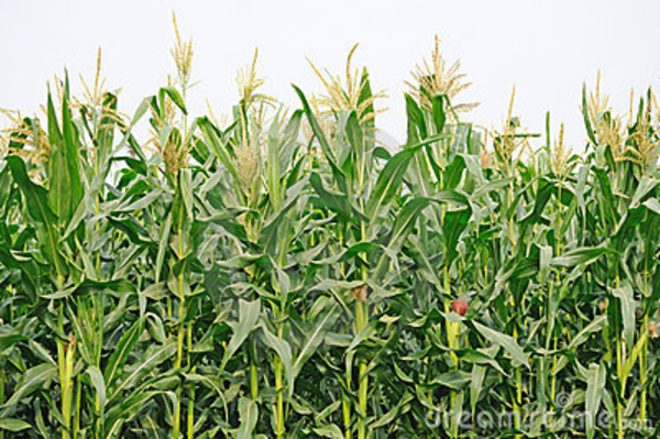 Corn Crops Clipart Download This Image As
