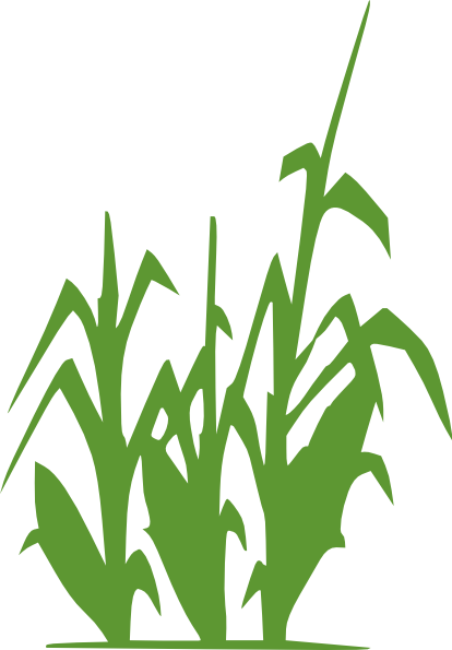Green Corn Clip Art At Clker Com   Vector Clip Art Online Royalty