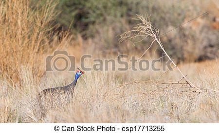 Stock Images Of Guinea Fowl Helmeted   Wild Game Birds From Africa    