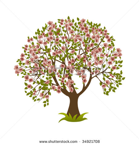 Magnolia Tree Clipart Blossoming Cherry Tree