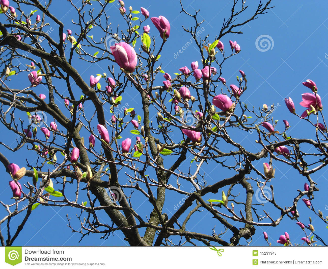 Magnolia Tree Clipart Pink Magnolia Tree Blossoming