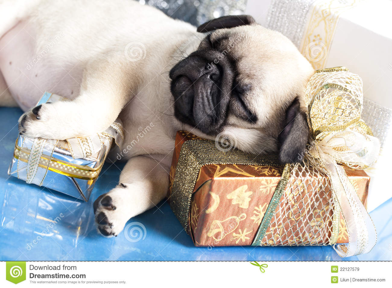 Pug And Gifts Christmas Royalty Free Stock Images   Image  22127579