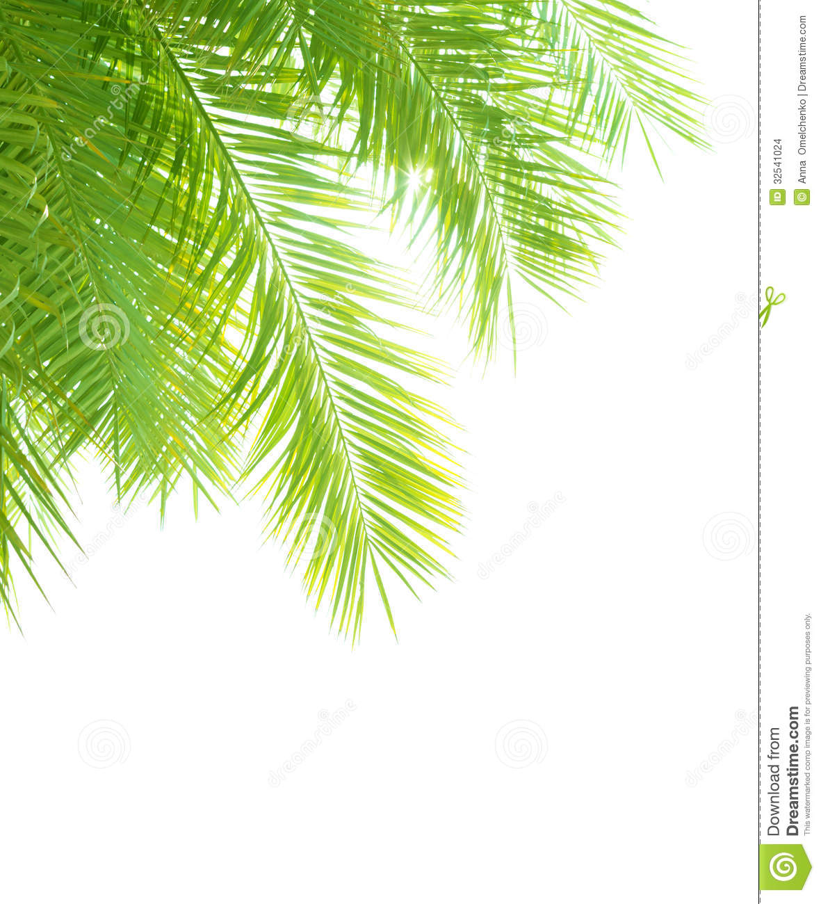 Closeup On Beautiful Fresh Green Palm Tree Leaves Border Isolated On