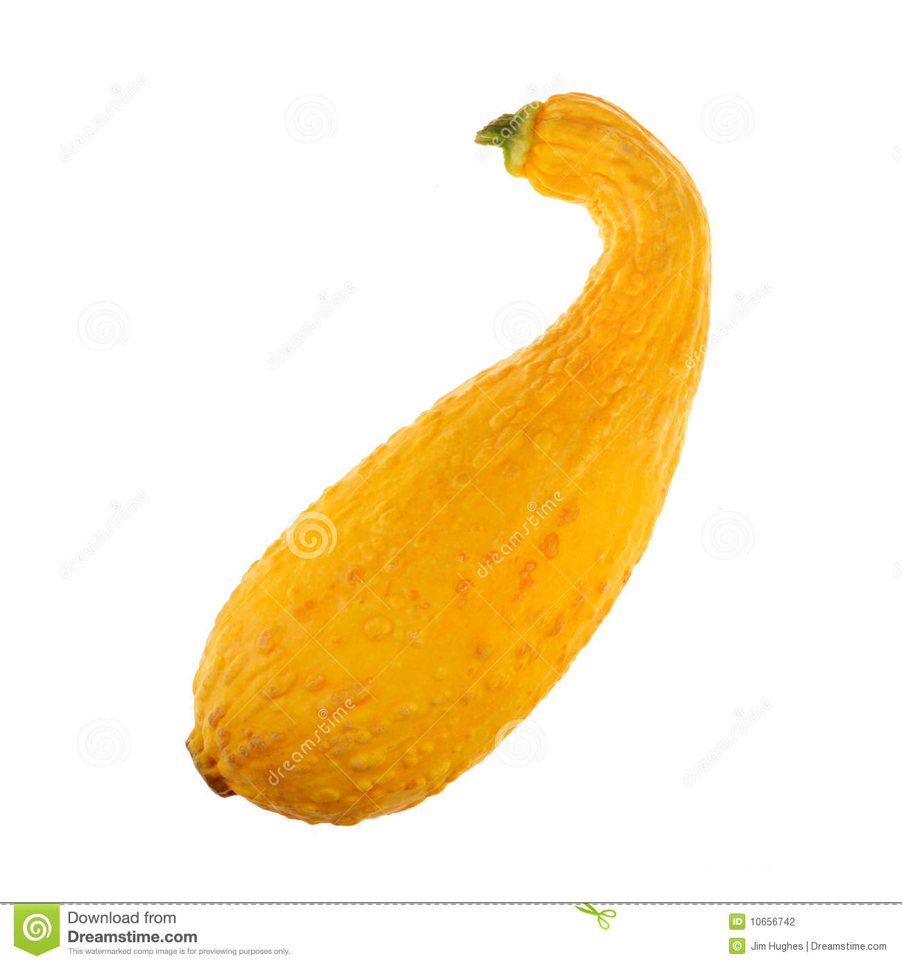 Yellow Squash Summer On White Clipart