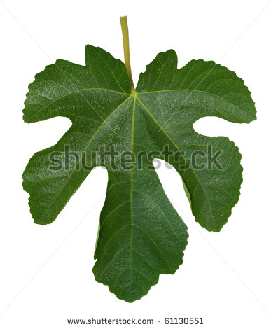 Fig Leaf Clipart Fig Leaf Isolated On A White