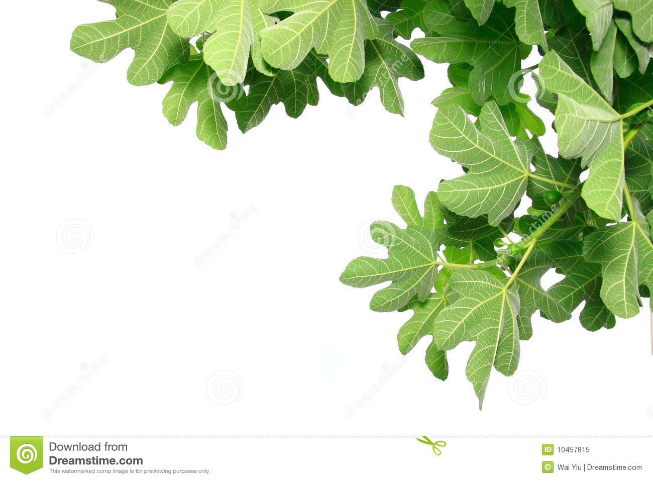 Fig Leaf Clipart Fig Leaves