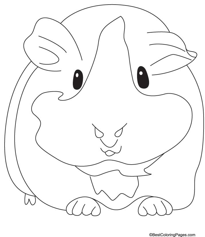 Guinea Pig Coloring Pages   Coloring Pages Printable