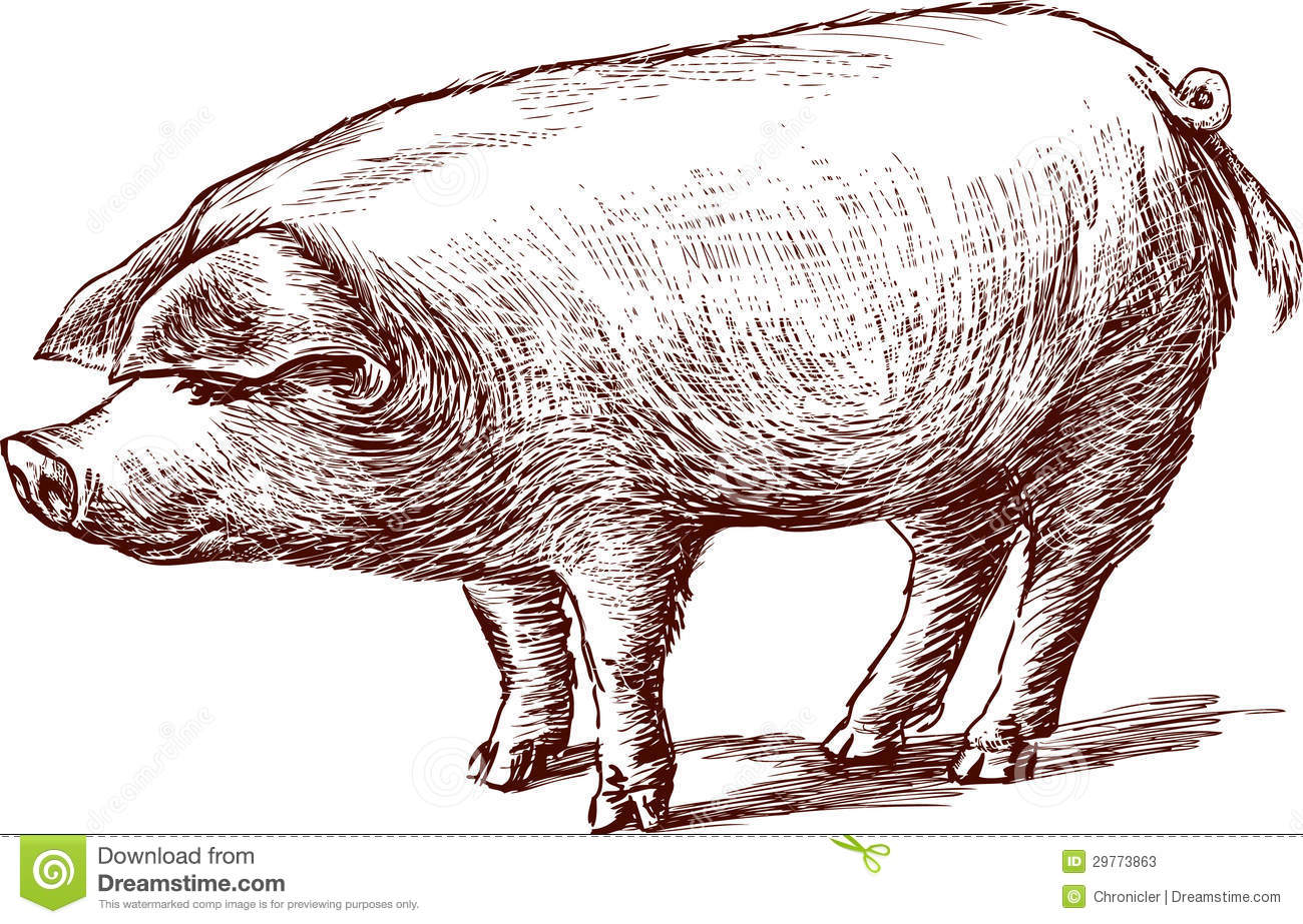 Pig Stock Photos   Image  29773863