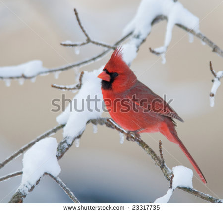 Winter Cardinal Clipart A Northern Cardinal Perched On