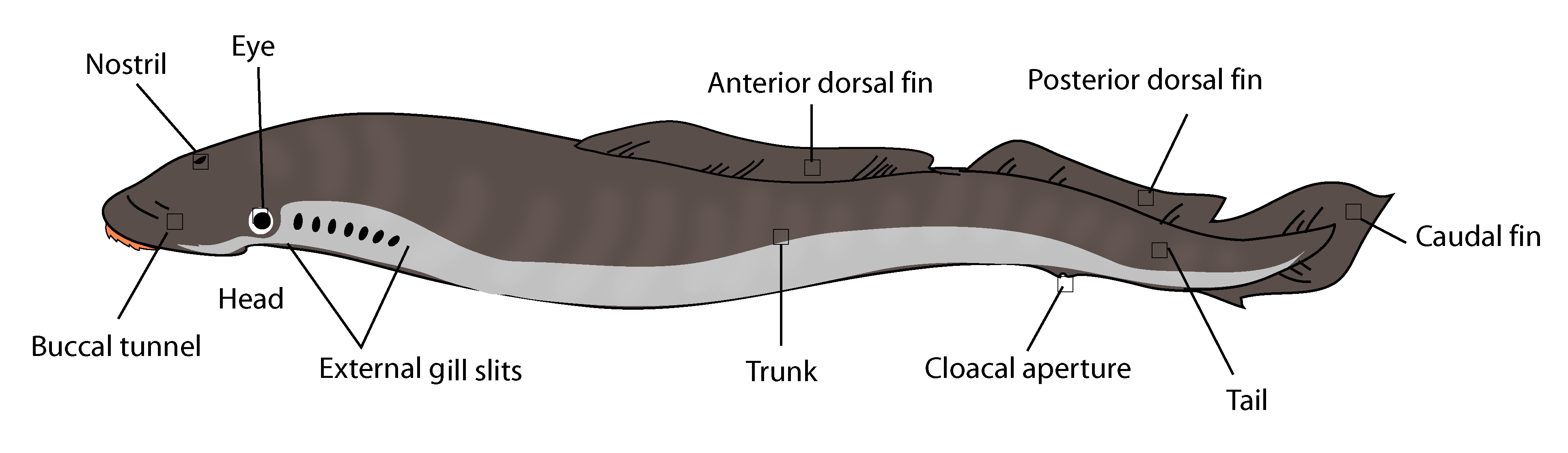 Description Lamprey Anatomy Png